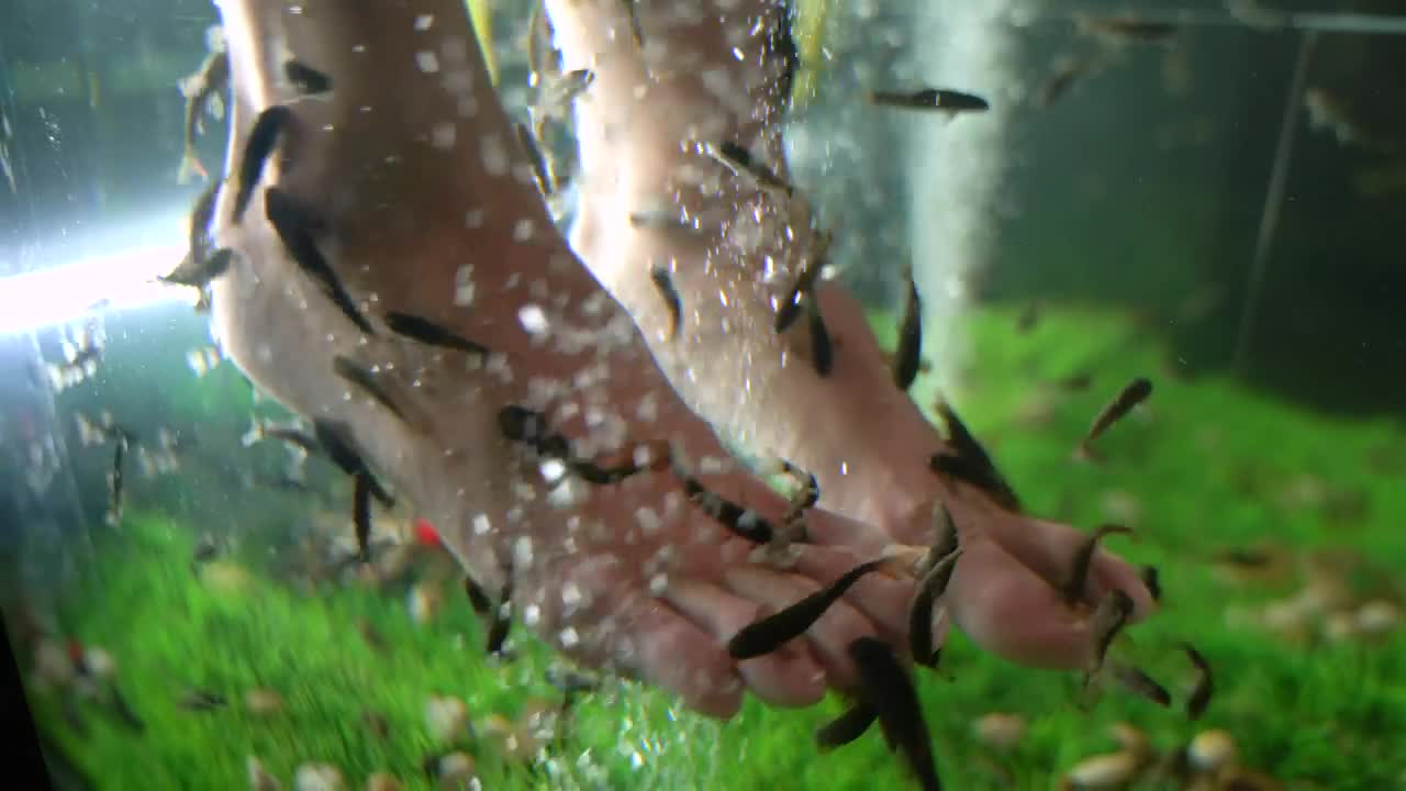 Stock Video Fishes Cleaning A Clients Feet Live Wallpaper For PC - Free Download