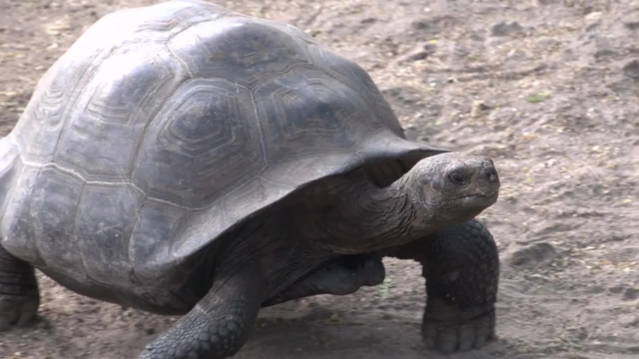 Stock Video Galápagos Tortoise Walking Live Wallpaper For PC - Free Download