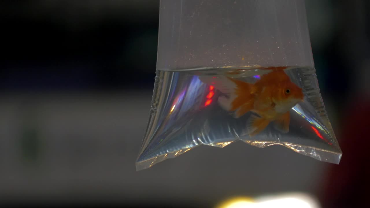 Stock Video Goldfish Prize At An Amusement Park Live Wallpaper For PC - Free Download