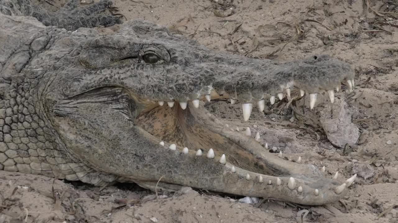 Stock Video Crocodile With An Open Jaw Live Wallpaper For PC - Free Download