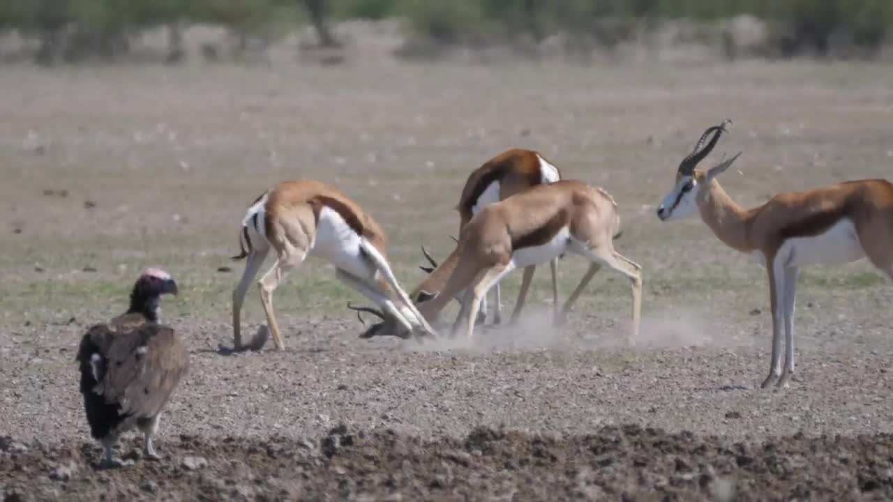 Free Video Stock Springbok Fighting With Horns Live Wallpaper - Free Download