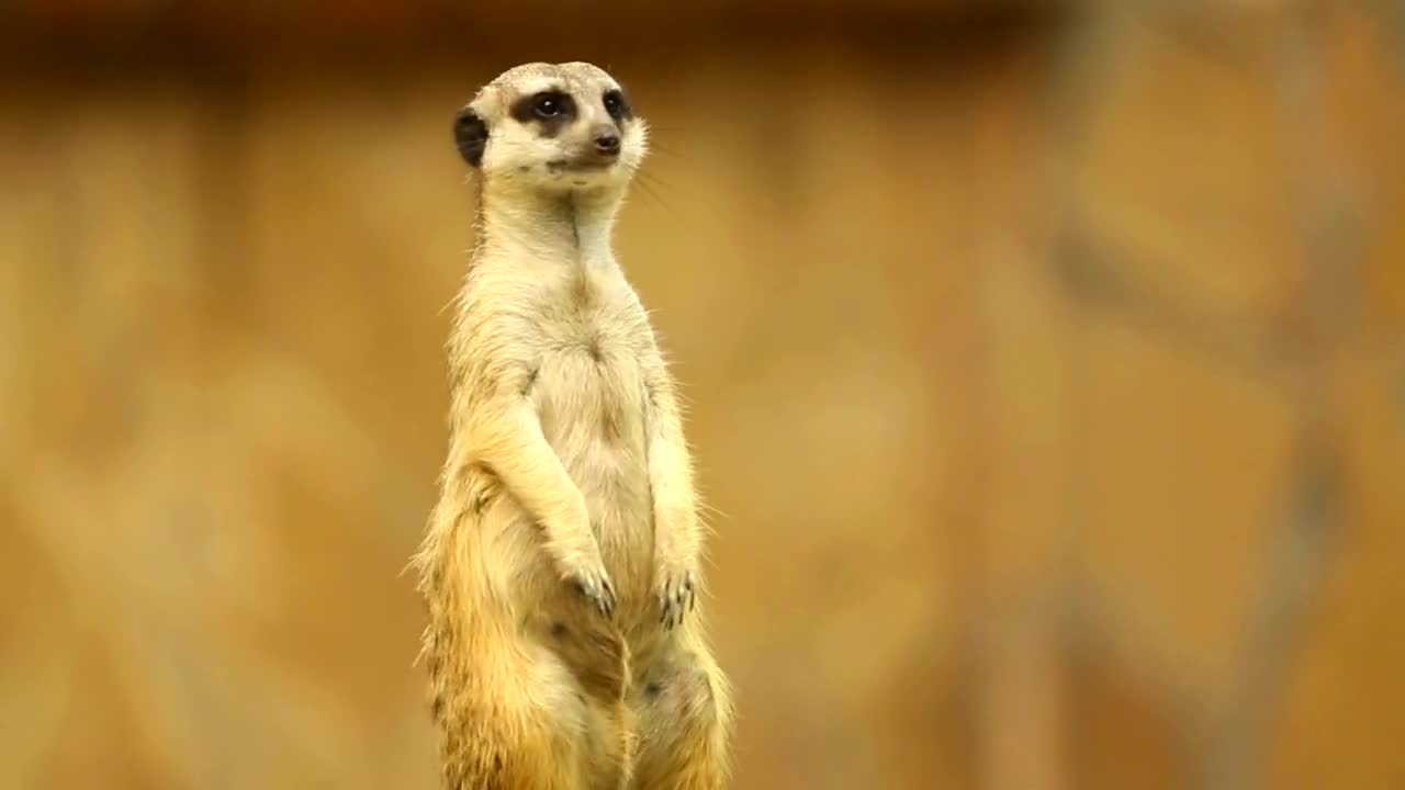Stock Video Meerkat On Looking Aroun Animated Wallpaper - Free Download
