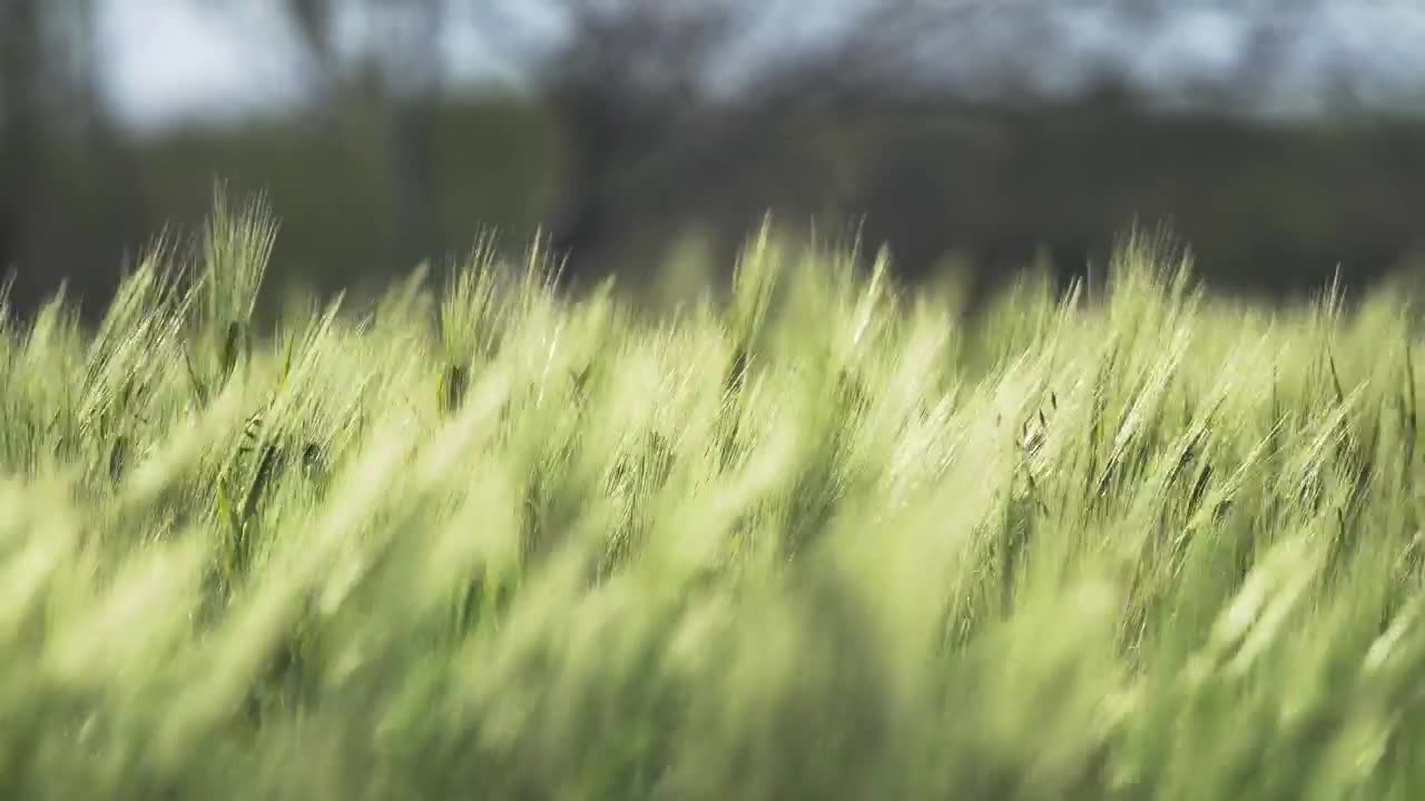 Stock Video Green Wheat Moving With The Wind Live Wallpaper For PC - Free Download
