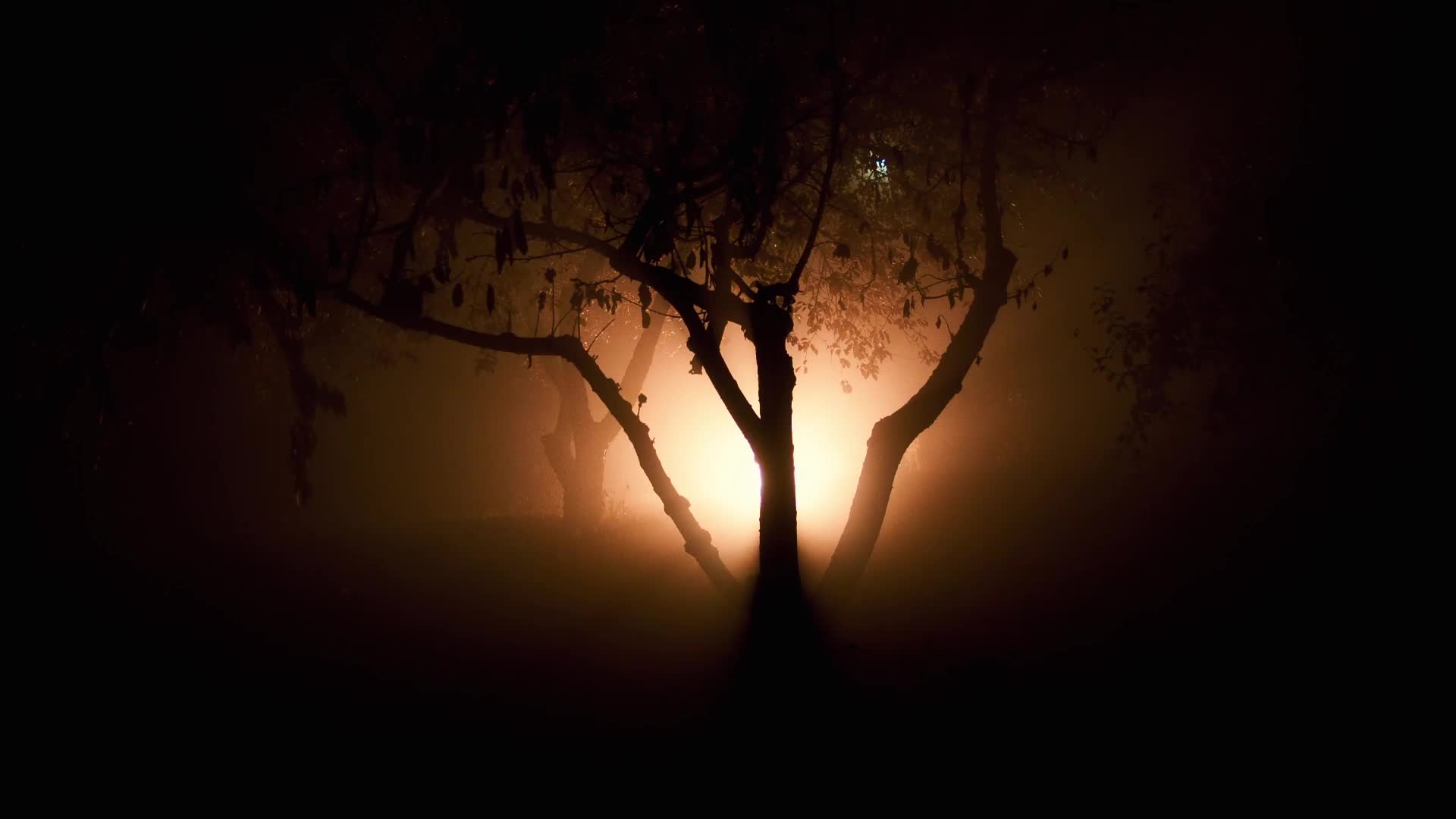 Strange Light in the Woods HD Live Wallpaper - Free Download