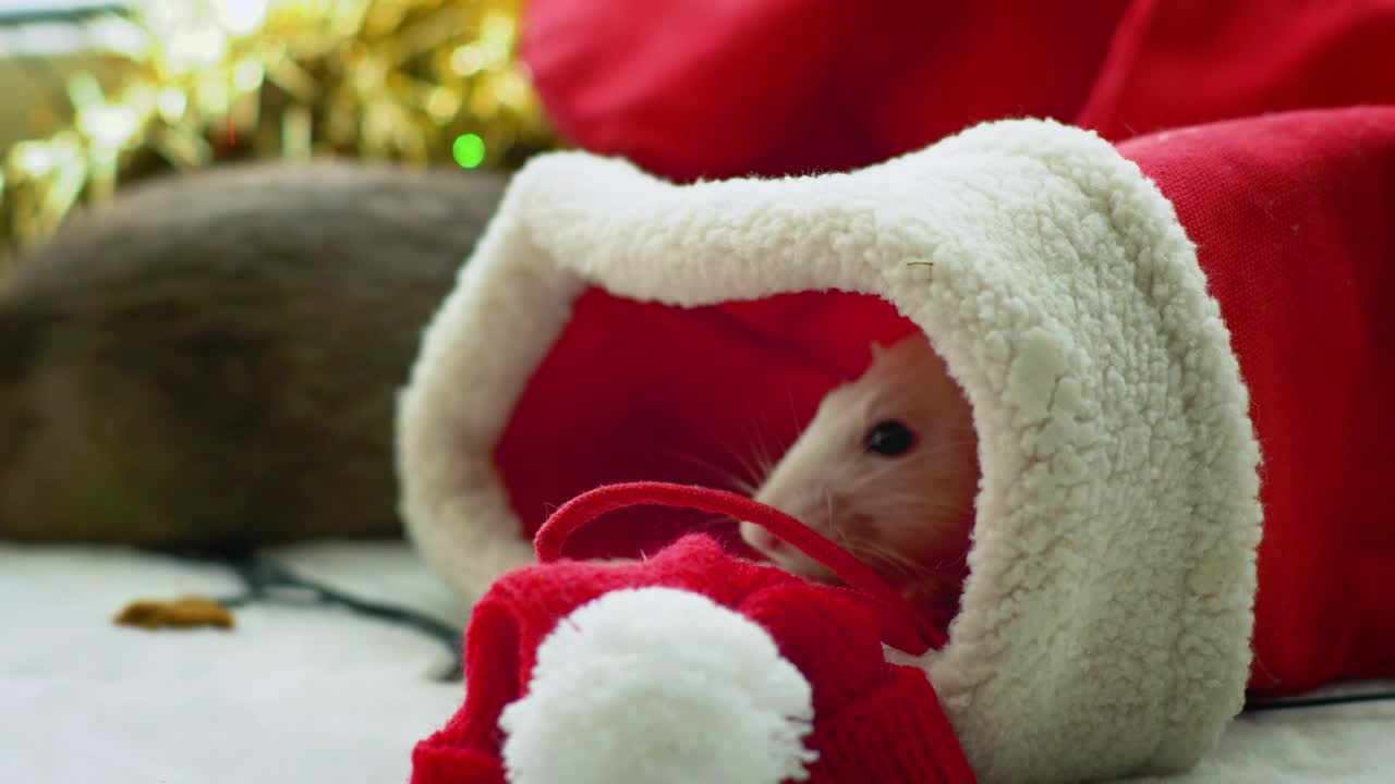 Free Stock Video White Rat Inside A Christmas Stocking Live Wallpaper - Free Download