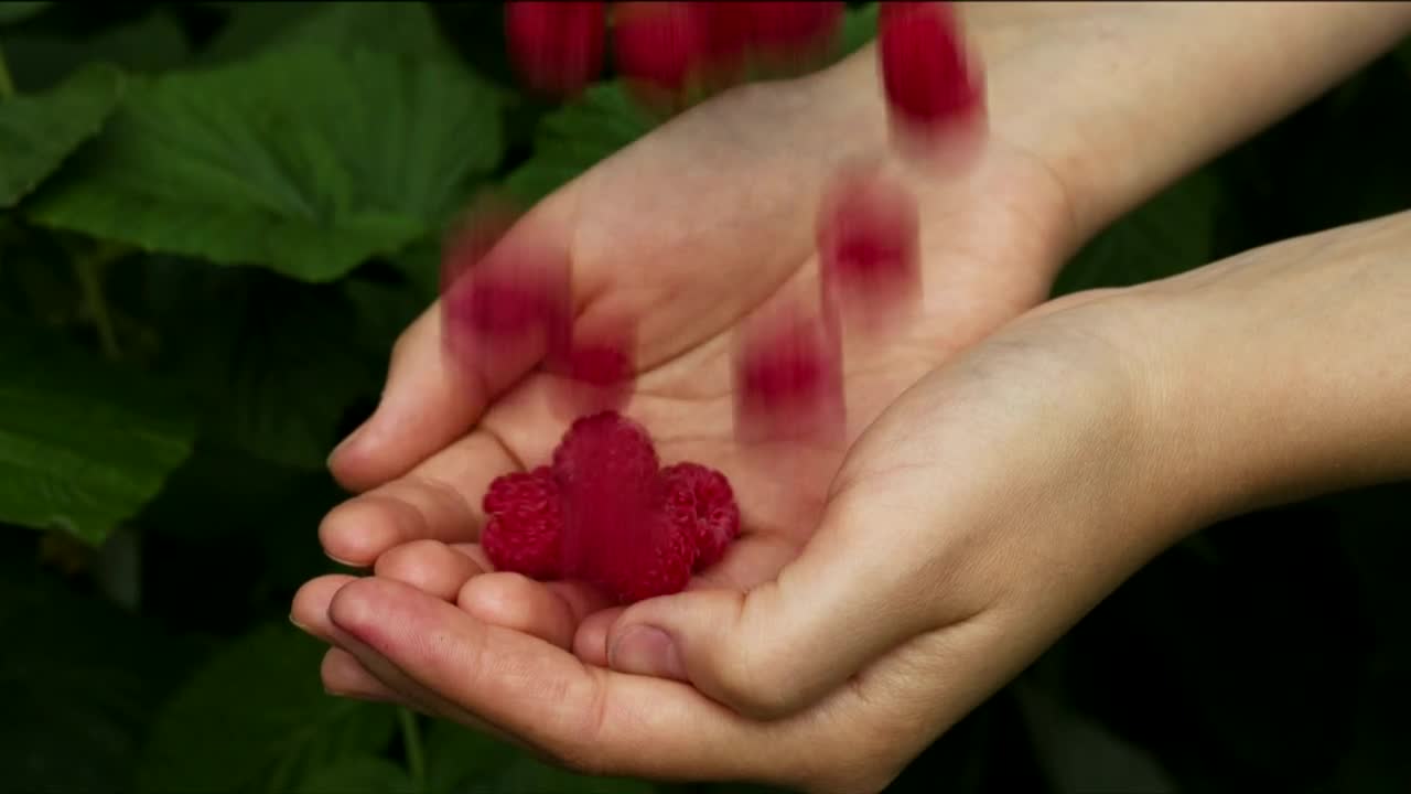 Video Stock Raspberries Falling Into The Hands Of A Person Live Wallpaper Free - Free Download