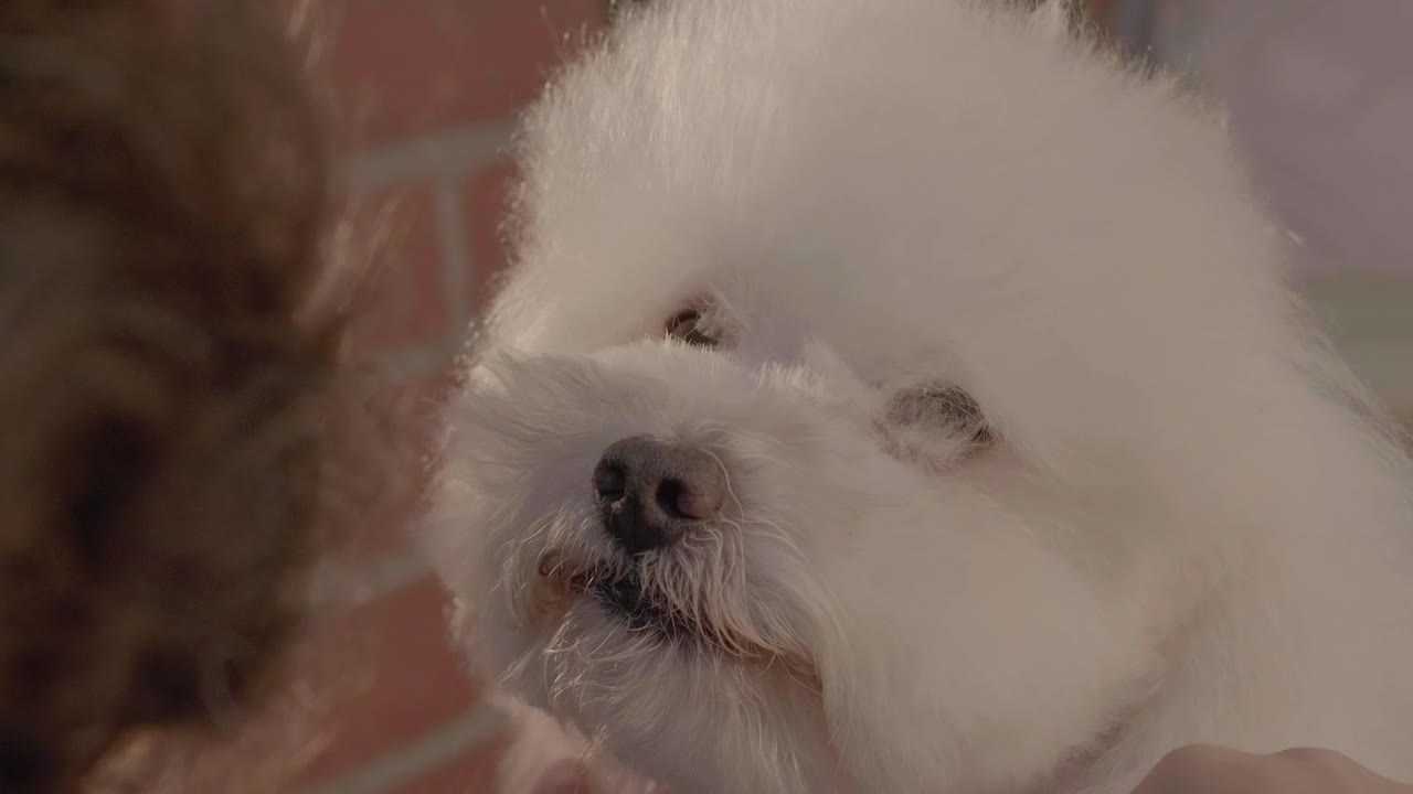 Stock Video Dog Groomer Cutting Hair To A White Dog Live Wallpaper For PC - Free Download
