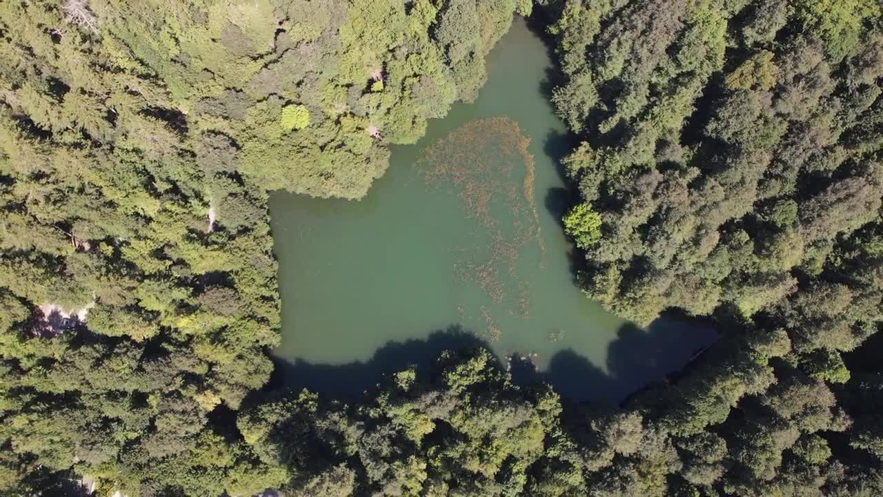 Stock Video Lake Amidst A Dense Forest From Above Animated Wallpaper - Free Download