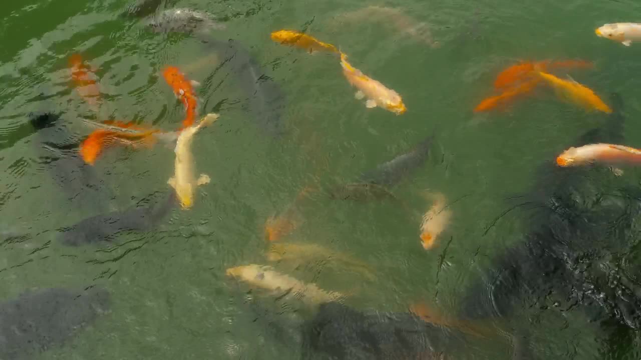 Stock Video Koi Fish And Silver Carp In The Pond Animated Wallpaper - Free Download
