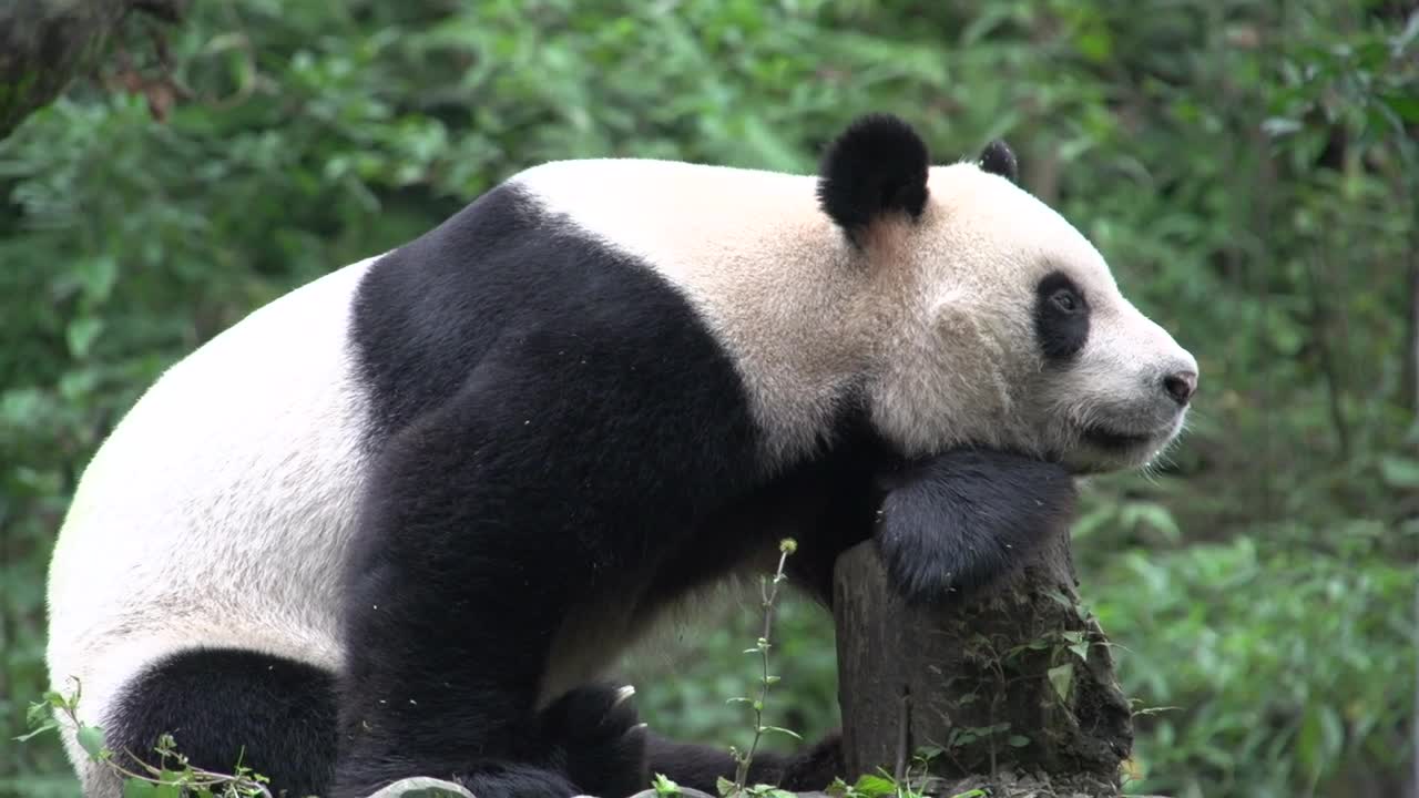 Stock Video Panda Resting On A Tree Trunk In The Forest Live Wallpaper - Free Download