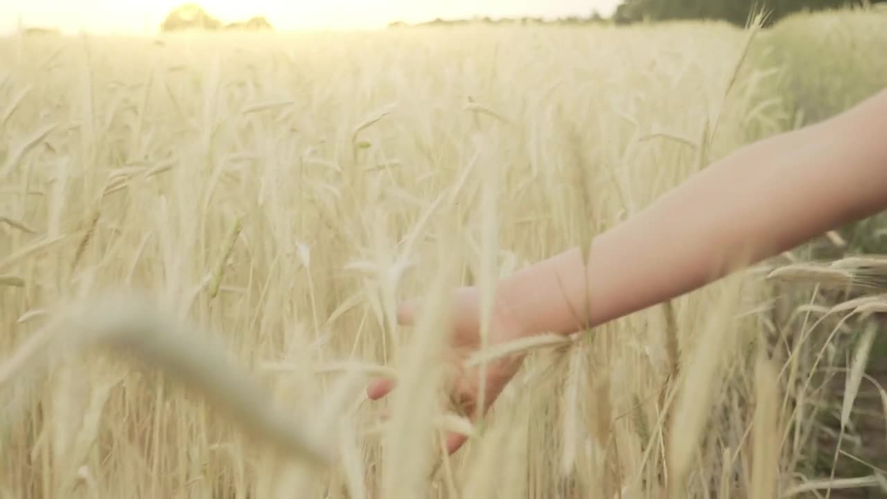 Stock Video Hand Brushing Through Wheat Field In Slow Motion Live Wallpaper For PC - Free Download