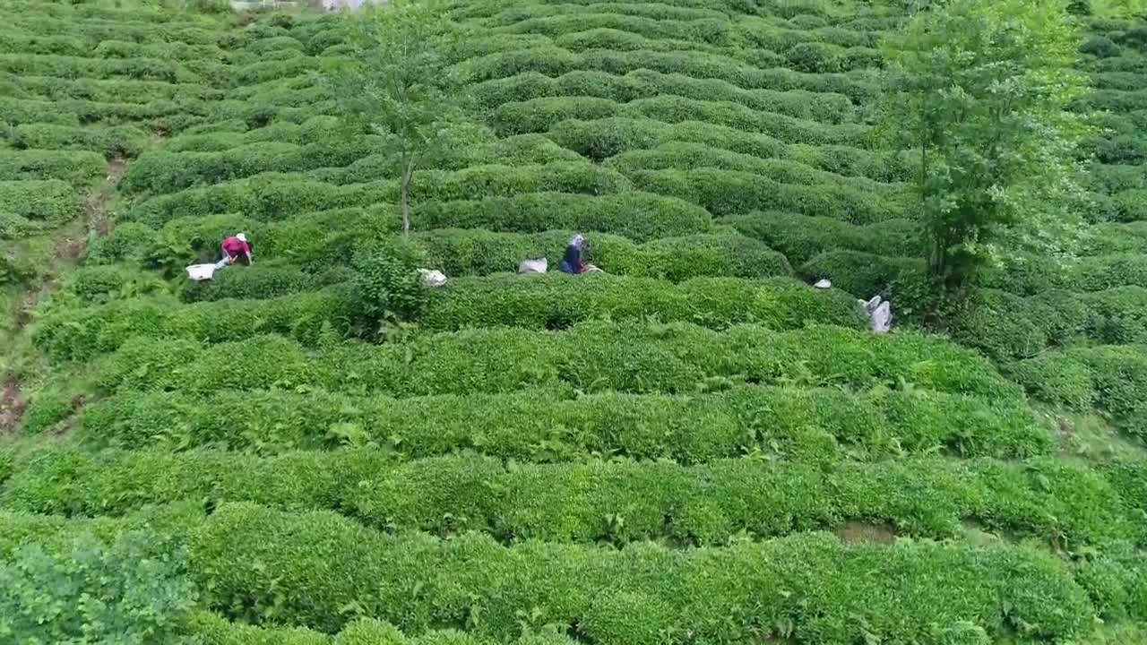 Stock Video People Working On A Terrace Live Wallpaper - Free Download