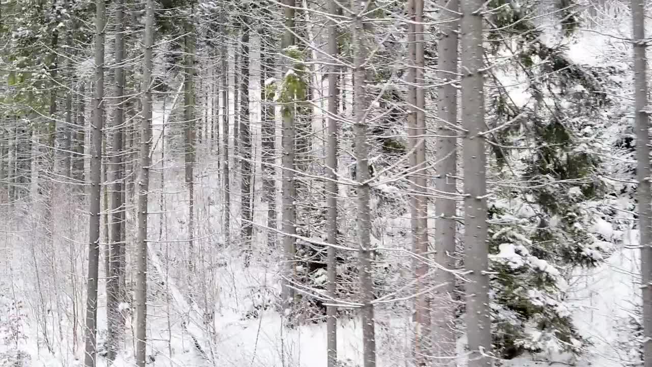 Stock Footage Winter Forest With Trees With Empty Branches Live Wallpaper - Free Download