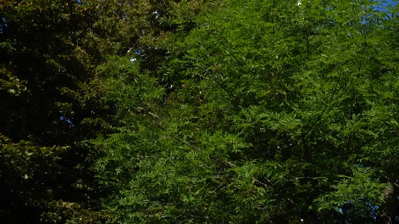 Stock Video Large Television Tower Animated Wallpaper - Free Download