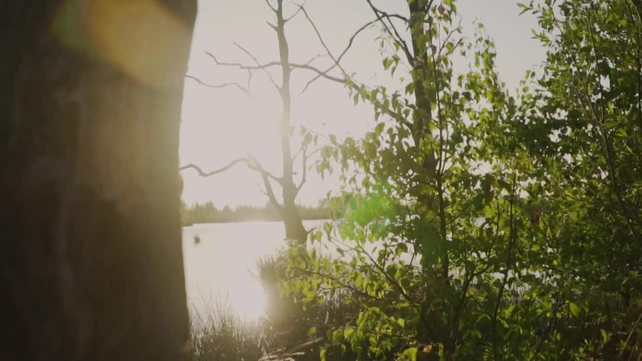 Stock Video Beautiful Lake In A Quiet Forest Live Wallpaper For PC - Free Download