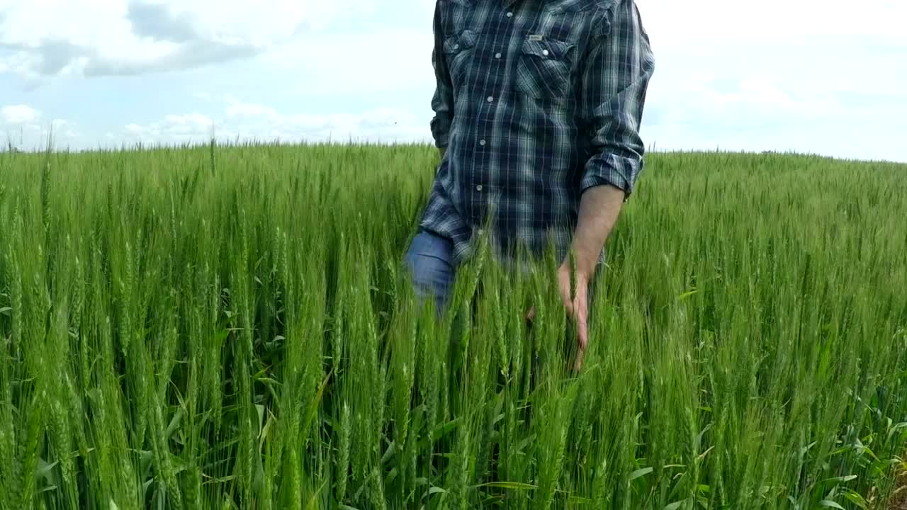 Stock Video Man Walking On A Green Wheat Fiel Animated Wallpaper - Free Download