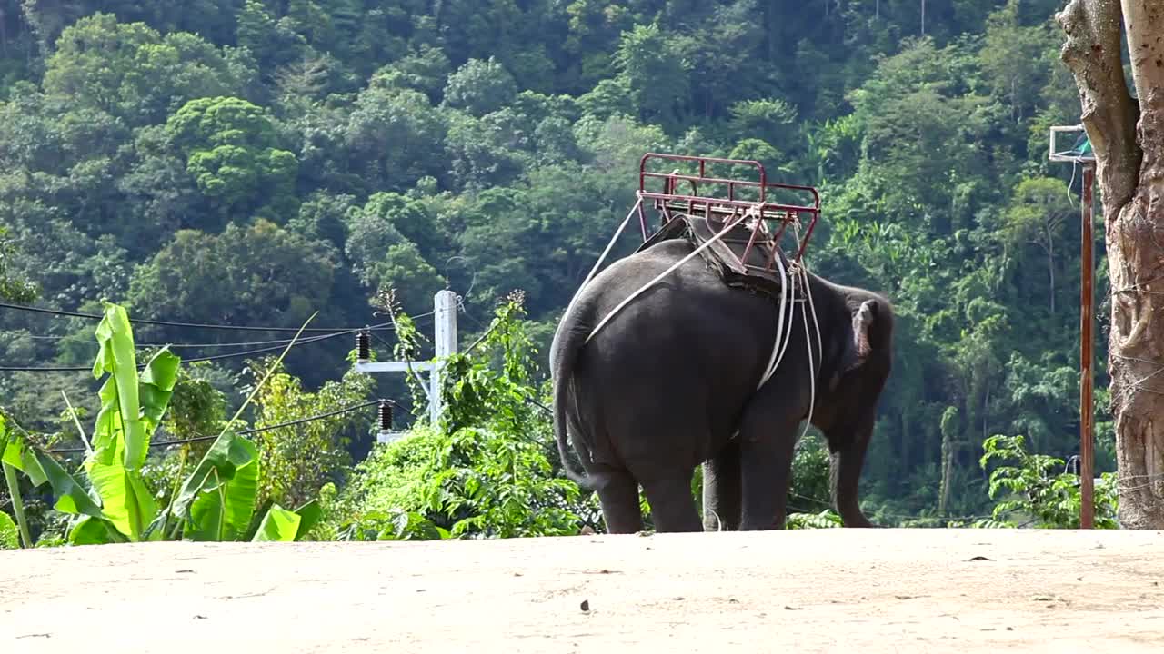 Stock Video Elephant Moving With Rhythm Live Wallpaper For PC - Free Download