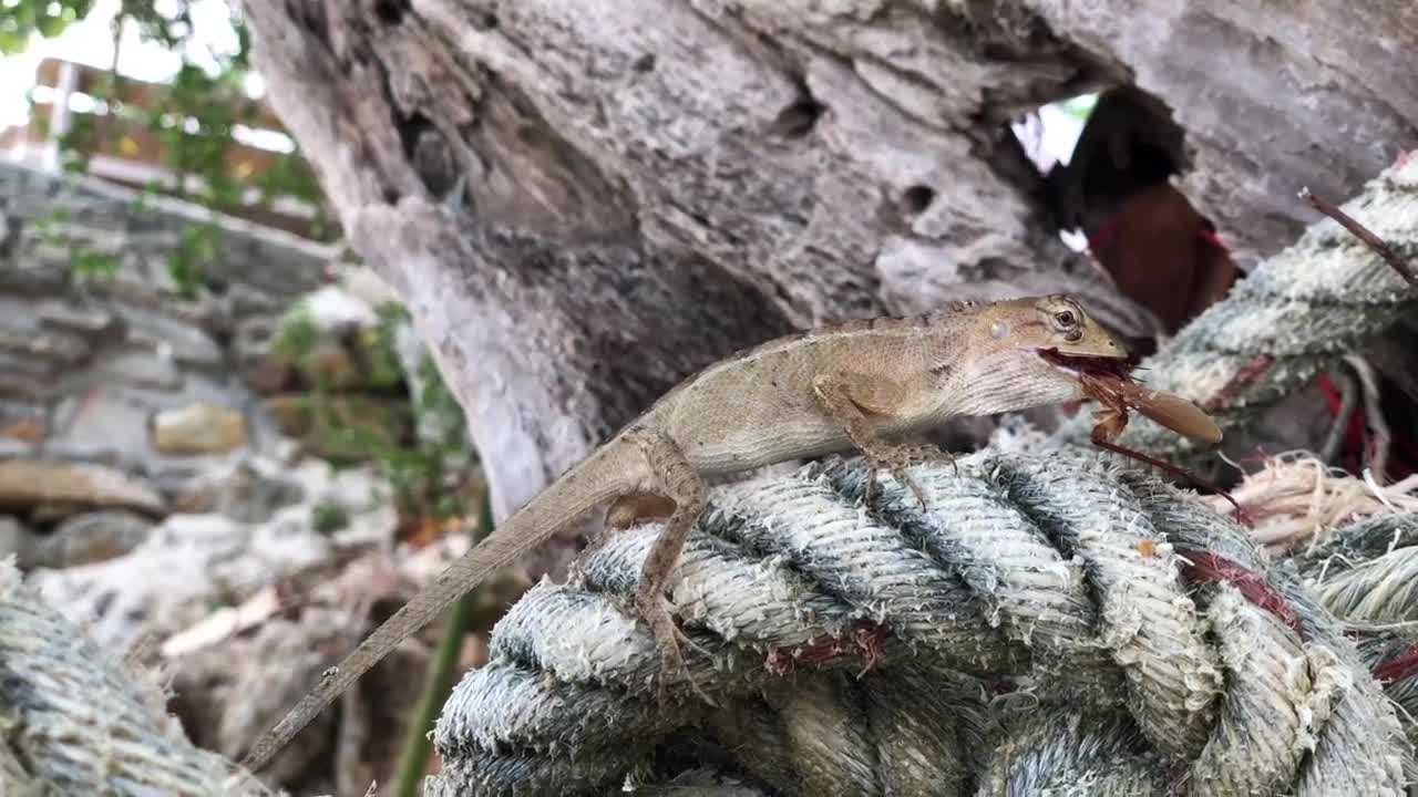 Stock Video Lizard On A Rope Animated Wallpaper - Free Download