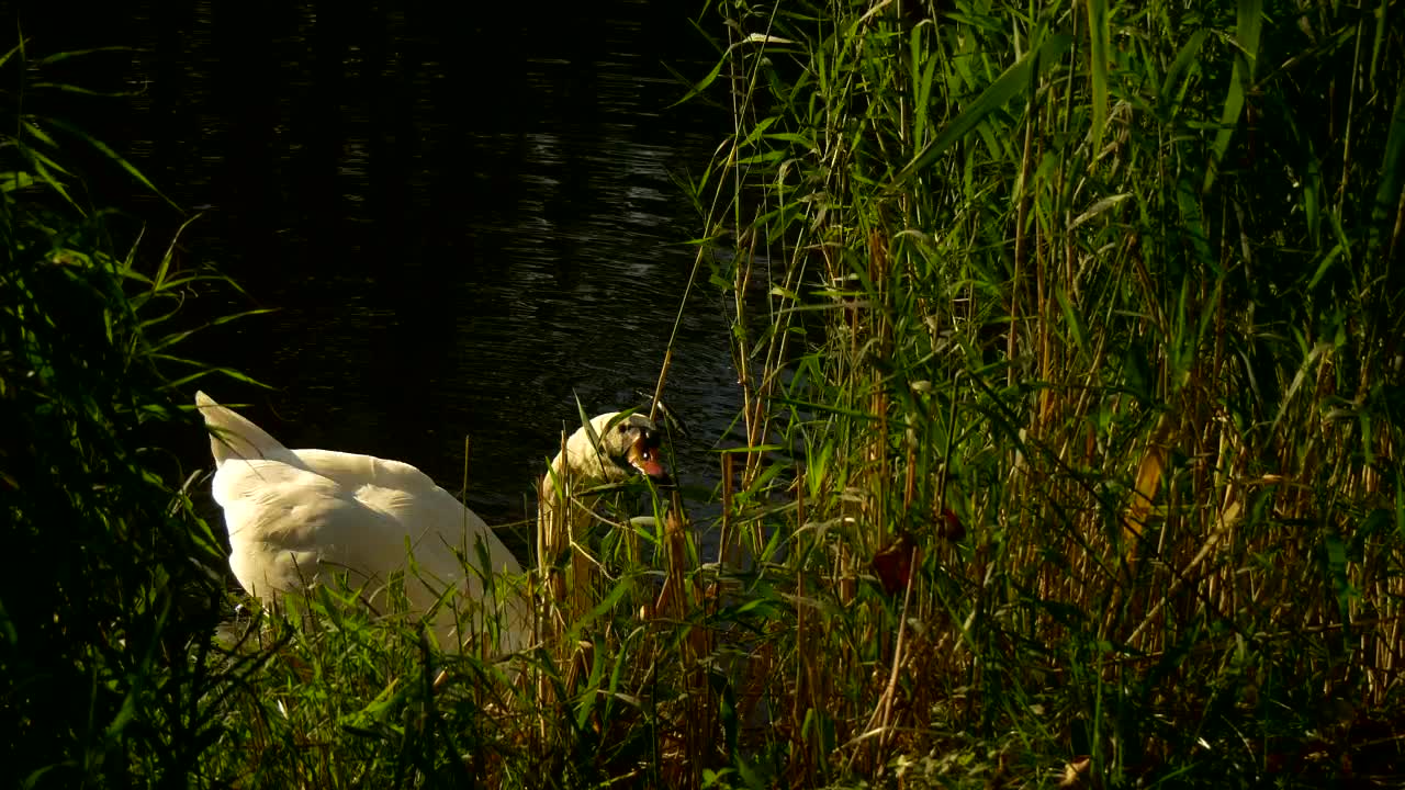Stock Footage White Swan In The Lakeshore Live Wallpaper - Free Download