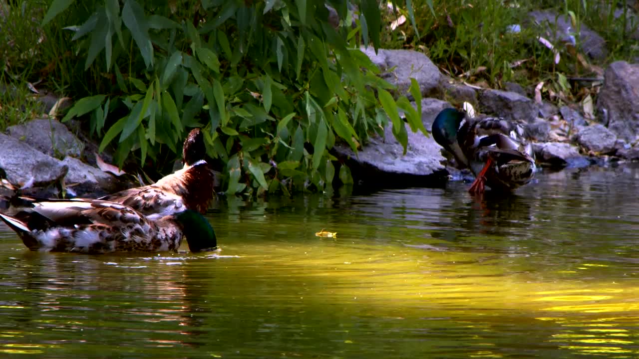 Stock Video Ducks Drinking Water In A Lake Live Wallpaper For PC - Free Download