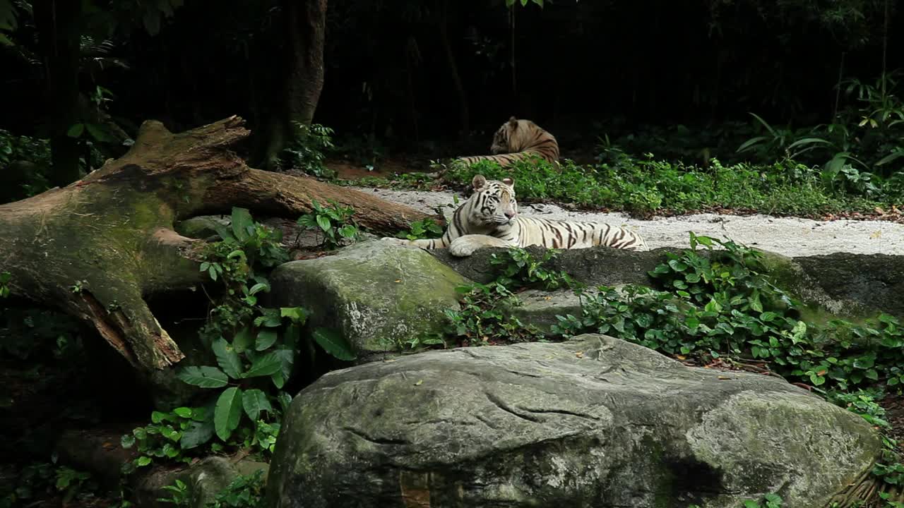 Free Video Stock tiger laying by a fallen tree Live Wallpaper - Free Download