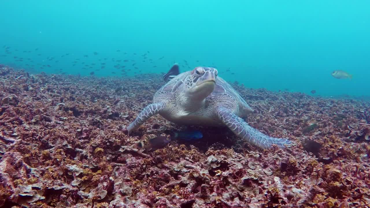 Free Stock Video Turtle Feeding On The Bottom Of The Sea Live Wallpaper - Free Download