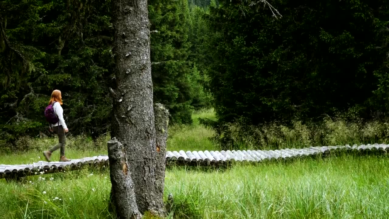 Stock Footage Walking Through Pine Forest On A Wooden Path Live Wallpaper - Free Download