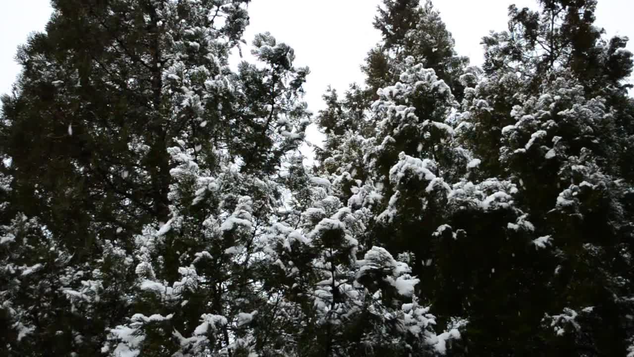 Free Video Stock Snow Falling Softly On The Trees Of A Forest Live Wallpaper - Free Download