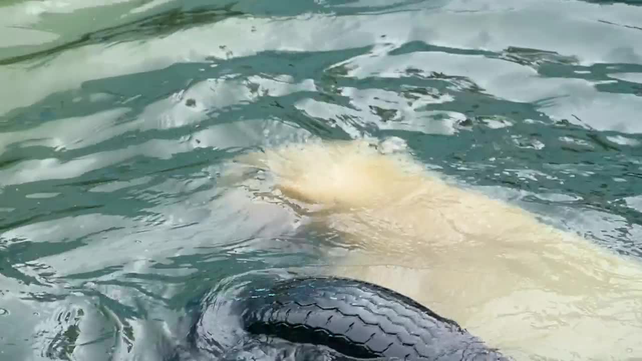 Video Stock Polar Bear At The Zoo Playing With A Tire Live Wallpaper Free - Free Download