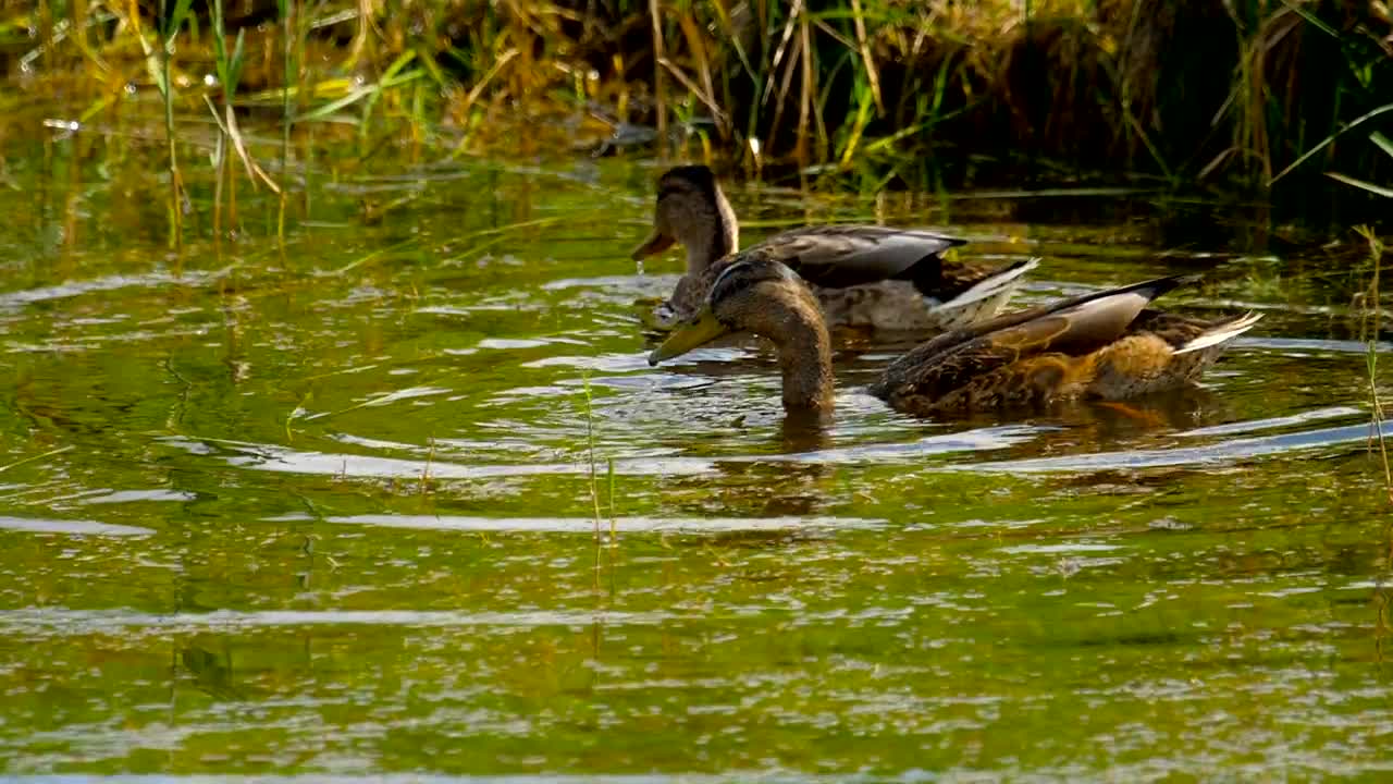 Stock Video Ducks Diving In The Lake Live Wallpaper For PC - Free Download