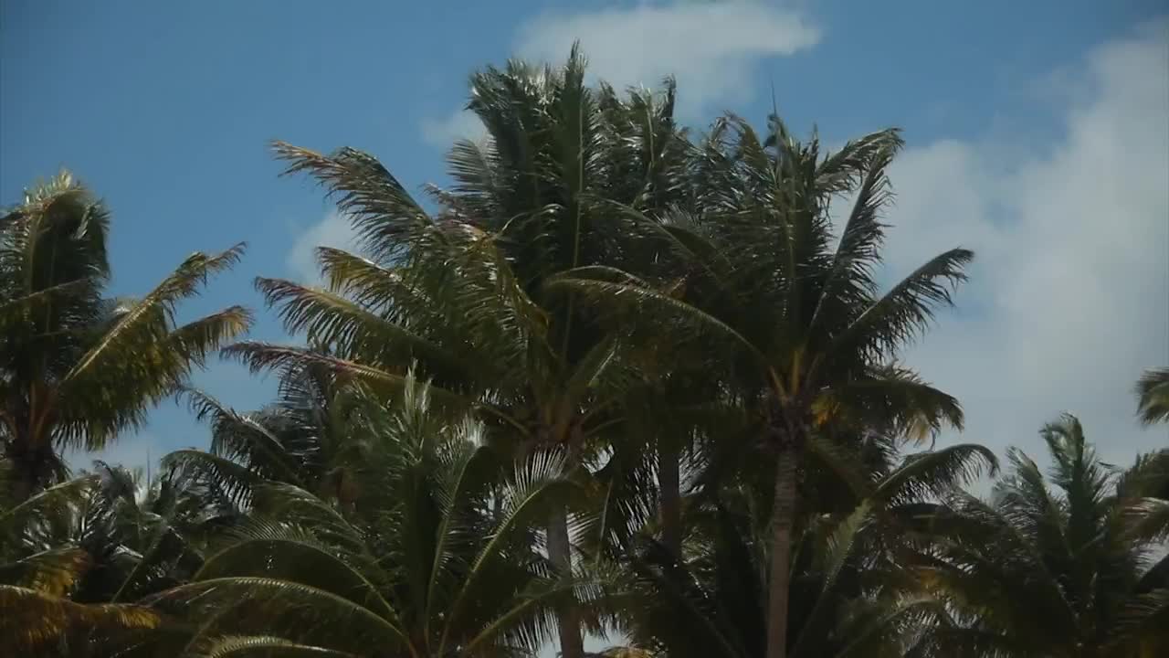 Free Video Stock tall palms in the wind Live Wallpaper - Free Download