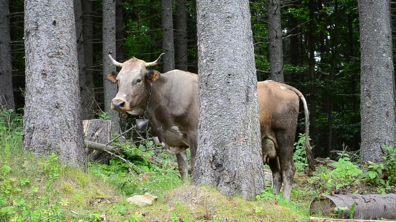 Stock Video Cows Standing In A Forest Live Wallpaper For PC - Free Download