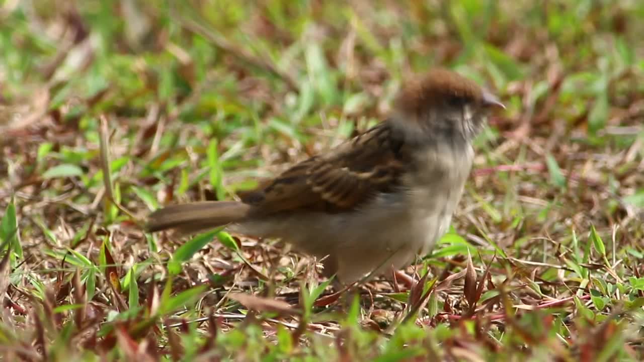 Free Video Stock Sparrow In The Grass Live Wallpaper - Free Download