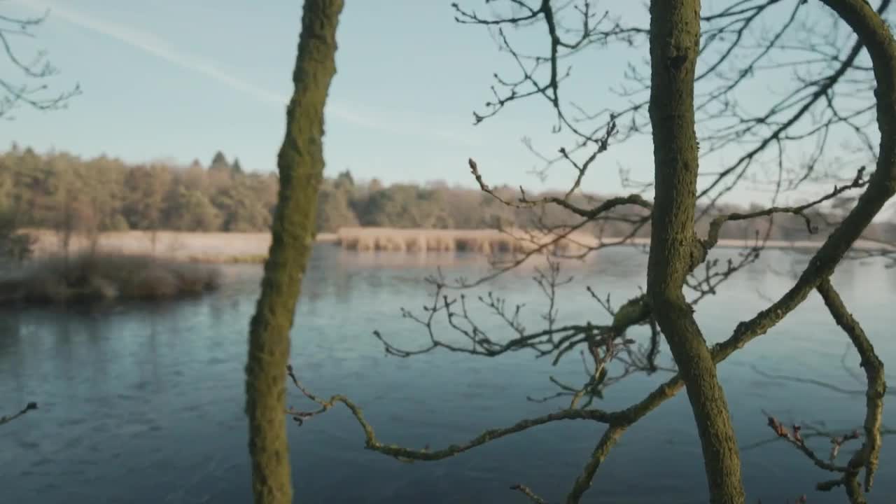 Stock Video Dry Branches Of A Tree Near A Lake Live Wallpaper For PC - Free Download