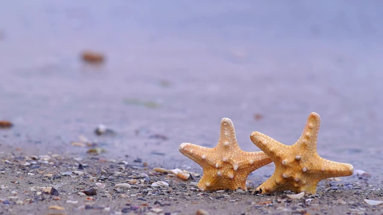 Free Video Stock Starfish On The Beach Live Wallpaper - Free Download