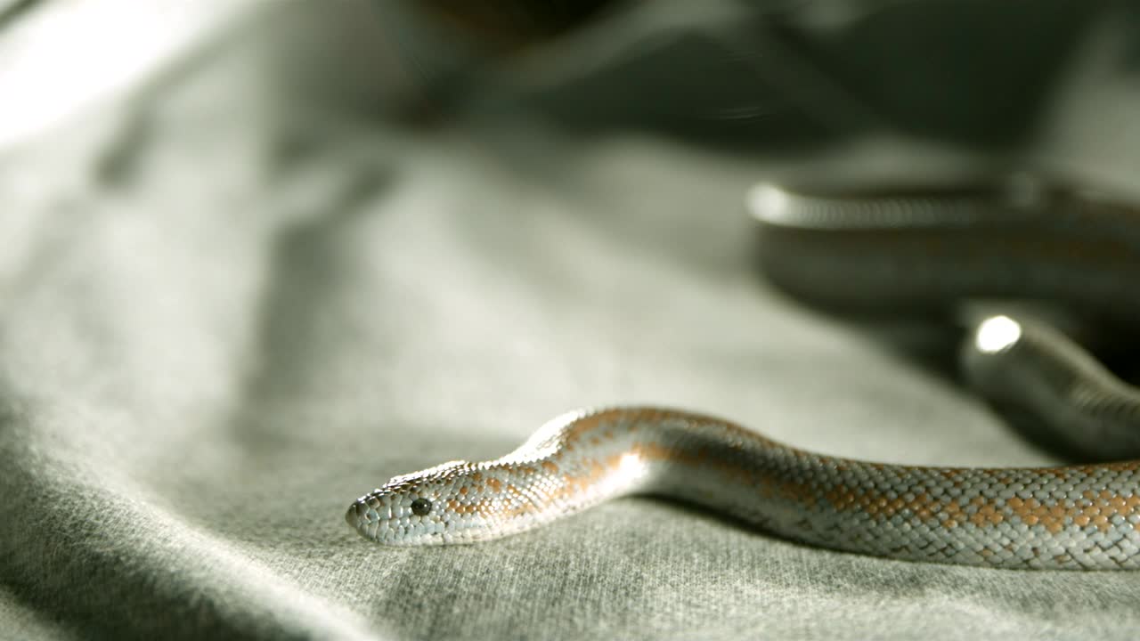 Free Video Stock Snake Over A Fabric In Slow Motion Live Wallpaper - Free Download