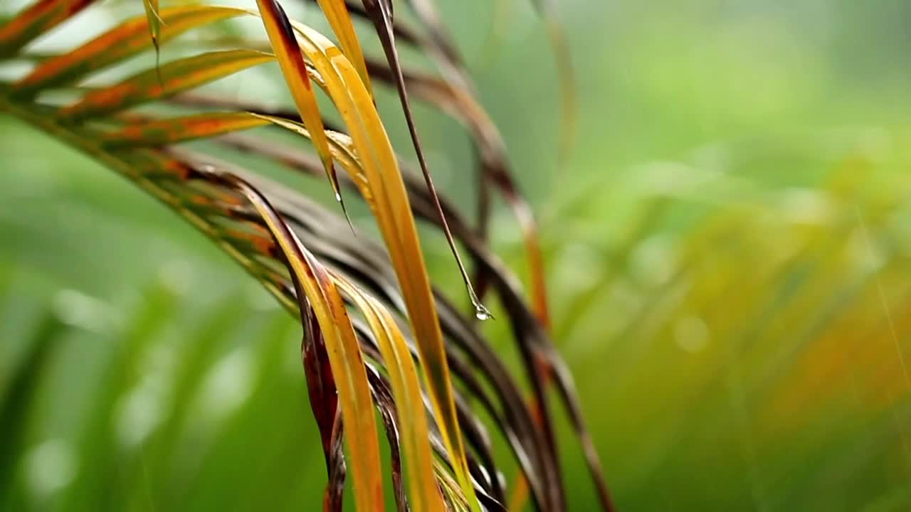 Stock Video Dry Palm Leaves In The Rain Live Wallpaper For PC - Free Download