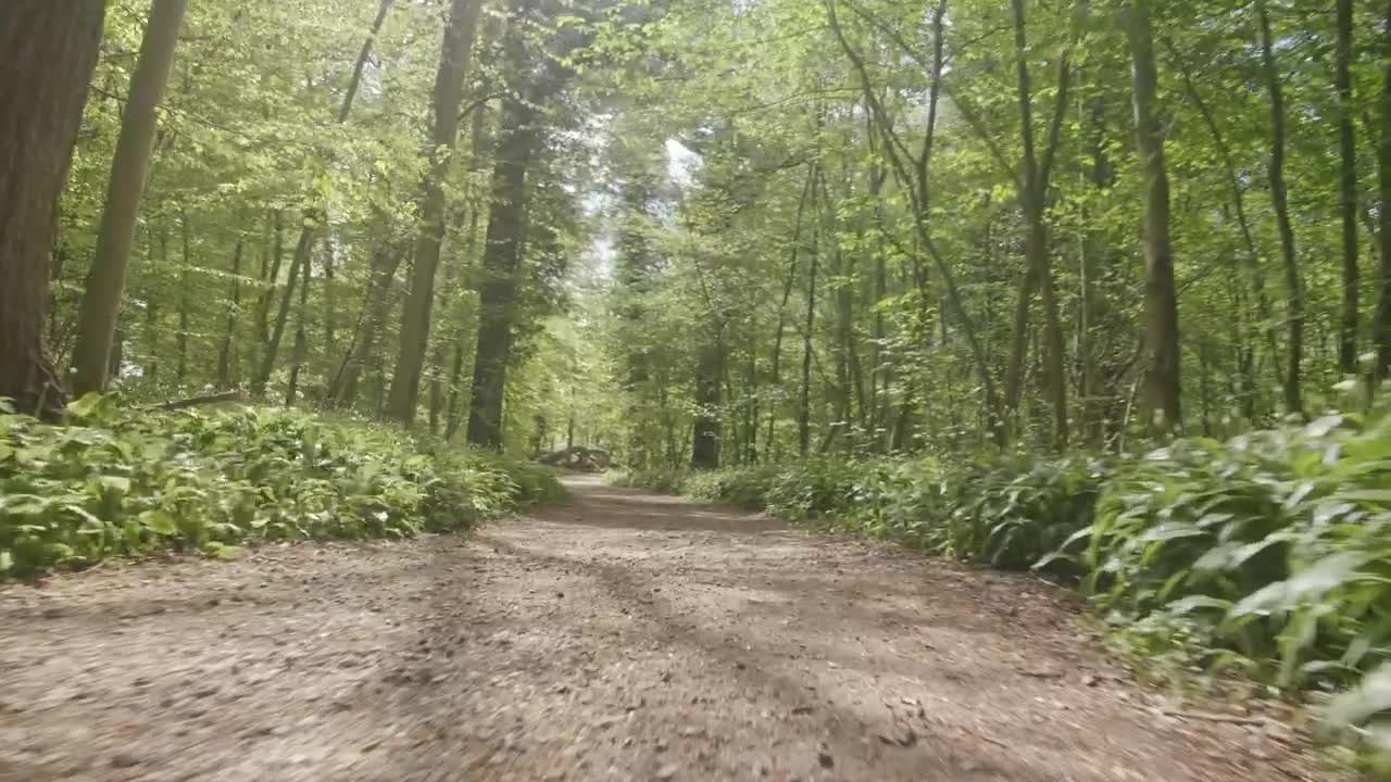 Stock Video Forest Running Trail In Summer Live Wallpaper For PC - Free Download