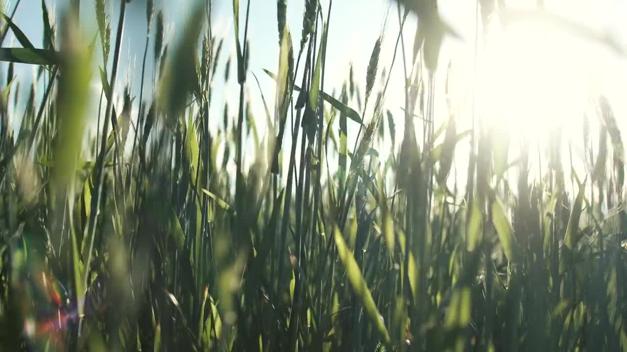 Free Video Stock Sunlight Filtered Though Tall Green Grass Live Wallpaper - Free Download