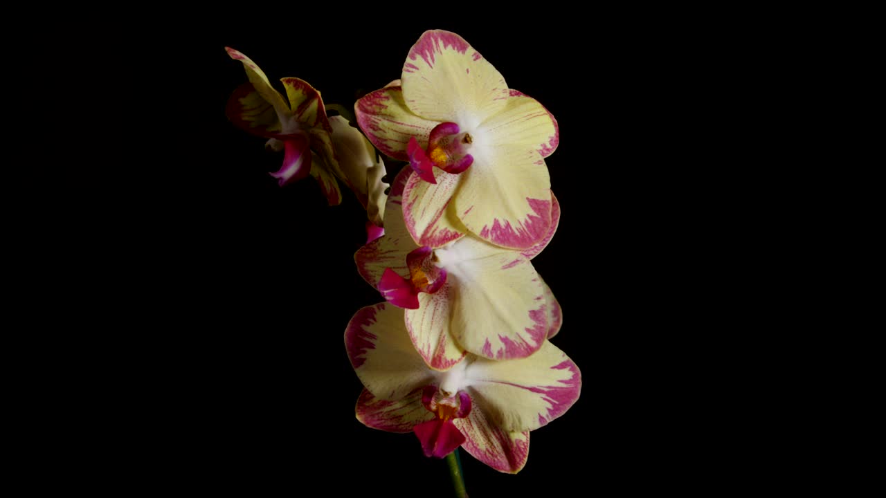 Stock Video Flowers In A Vase Against A Dark Background Live Wallpaper For PC - Free Download