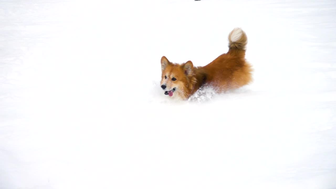 Stock Video Little Dog Running In The Snow Animated Wallpaper - Free Download