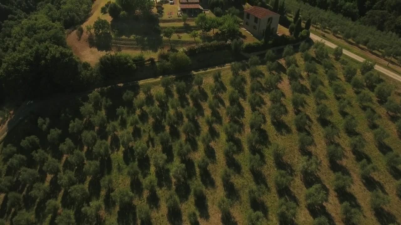 Stock Video Drone Flying Across Olive Fields Live Wallpaper For PC - Free Download
