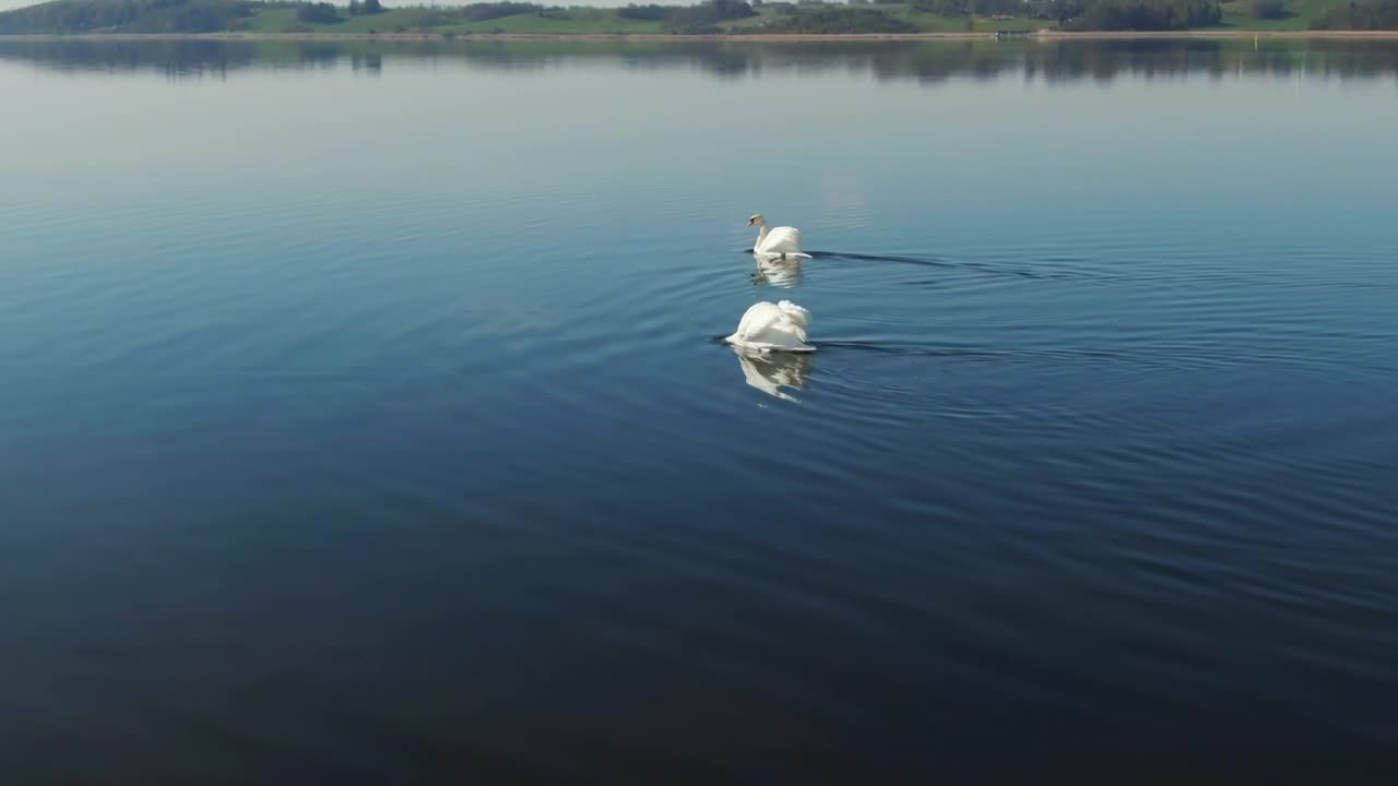 Free Video Stock swans moving across water Live Wallpaper - Free Download