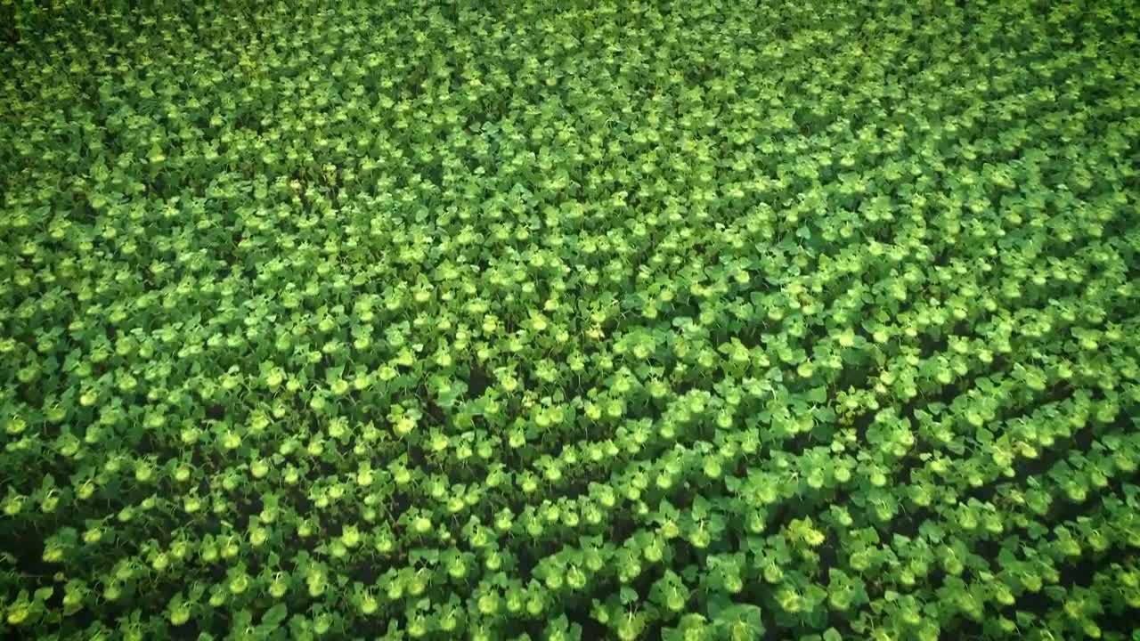 Stock Video Flying Over A Field Full Of Sunflowers Live Wallpaper For PC - Free Download