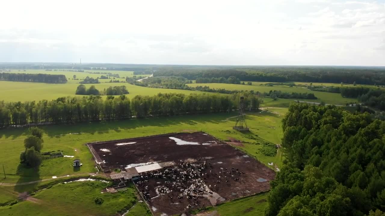 Video Stock Cattle Breeding Field In The Middle Of The Forest Live Wallpaper For PC - Free Download