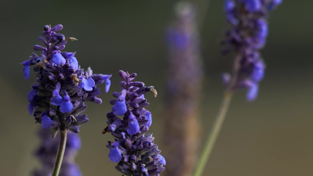 Video Stock Closeup Of Lavender Field Live Wallpaper For PC - Free Download