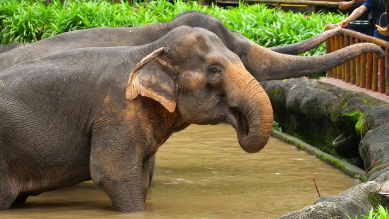 Stock Video Elephants Eating At The Zoo Live Wallpaper For PC - Free Download