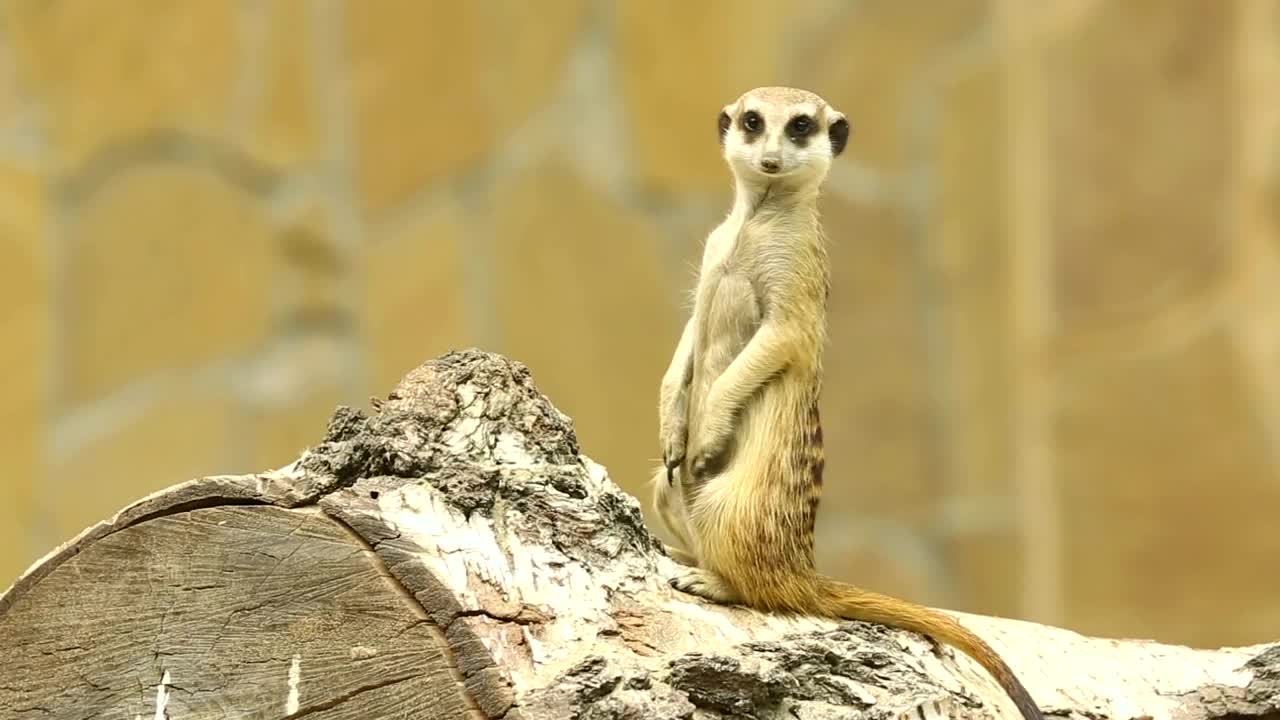 Stock Video Meerkat On A Wood Lo Animated Wallpaper - Free Download