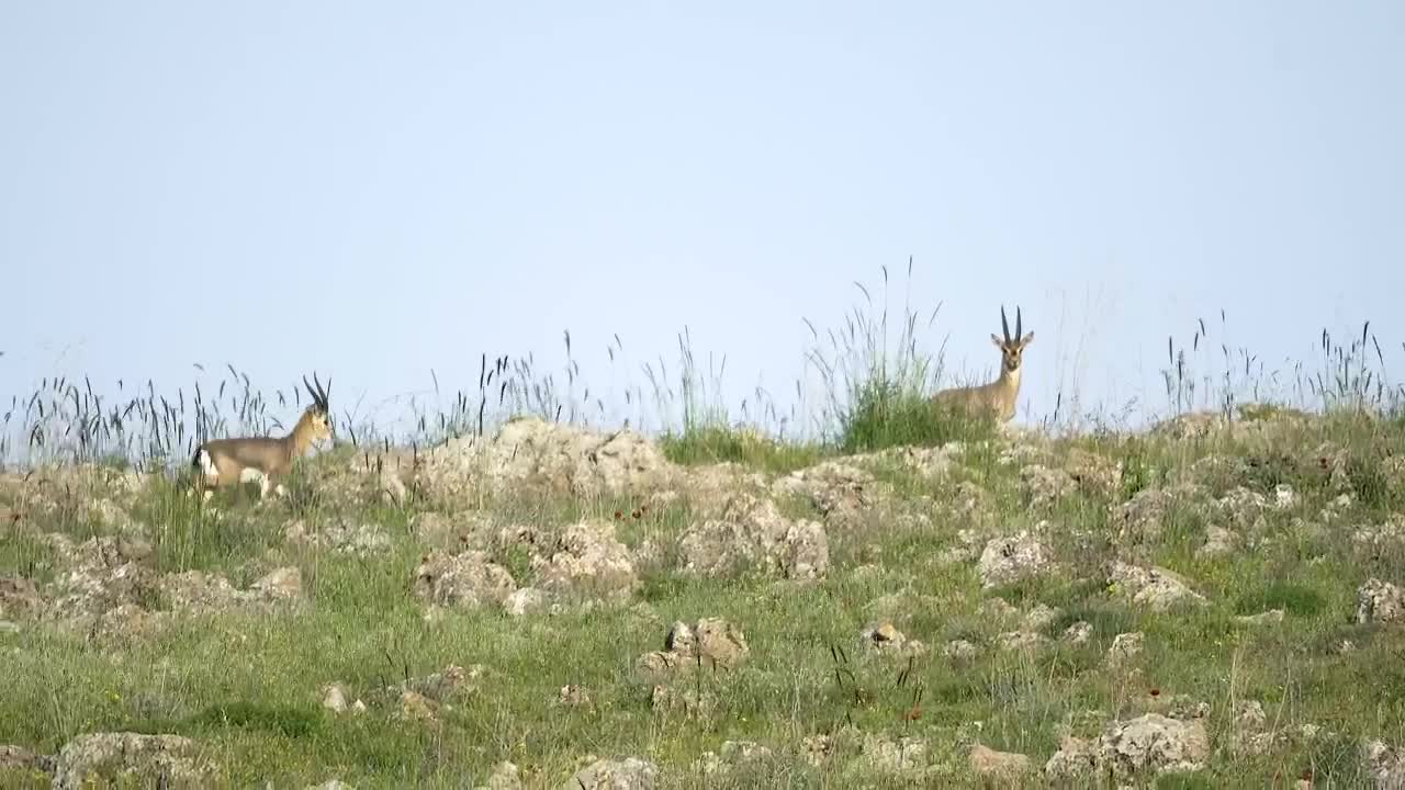 Stock Video Deer Family Walking In The Mountain Live Wallpaper For PC - Free Download