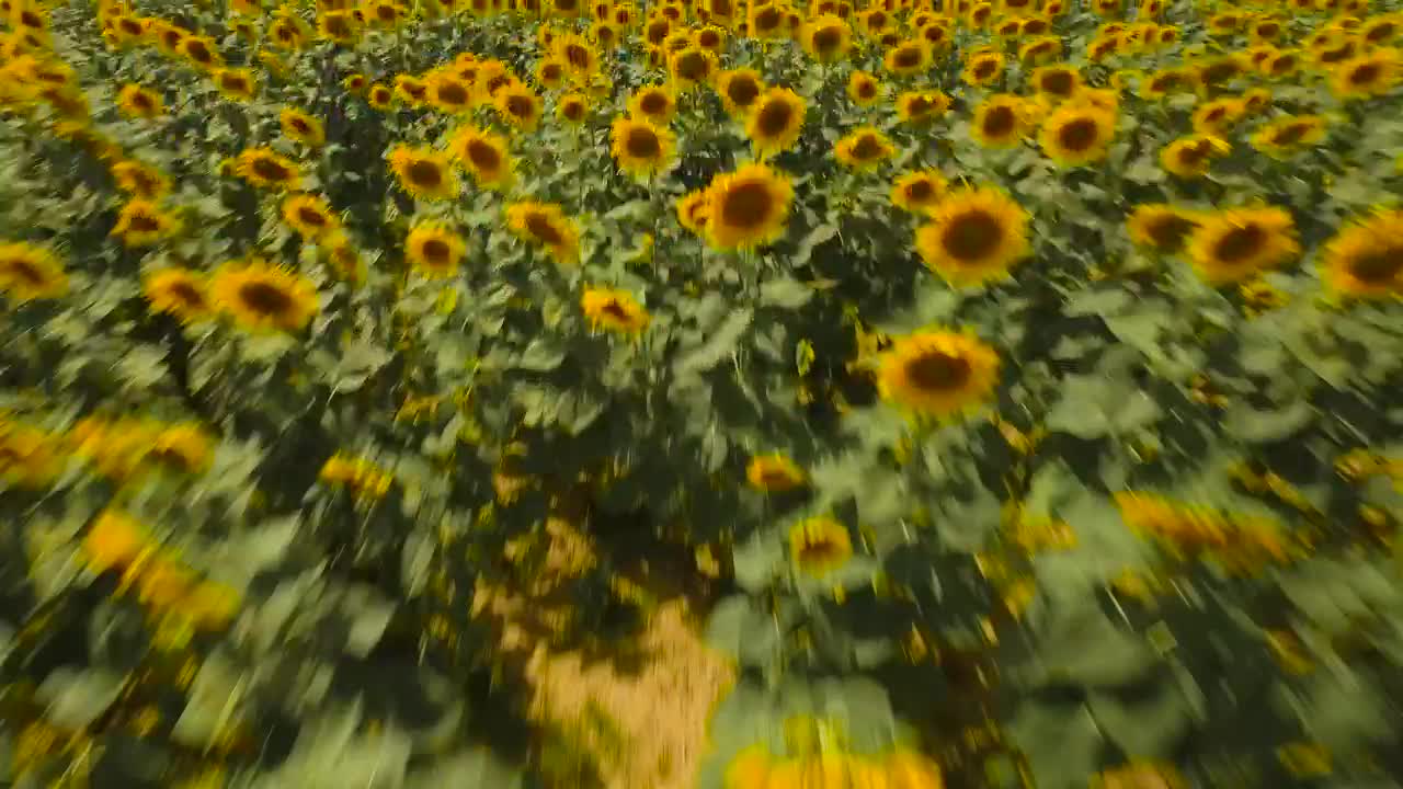 Stock Video Drone Flying Across Sunflowers Live Wallpaper For PC - Free Download